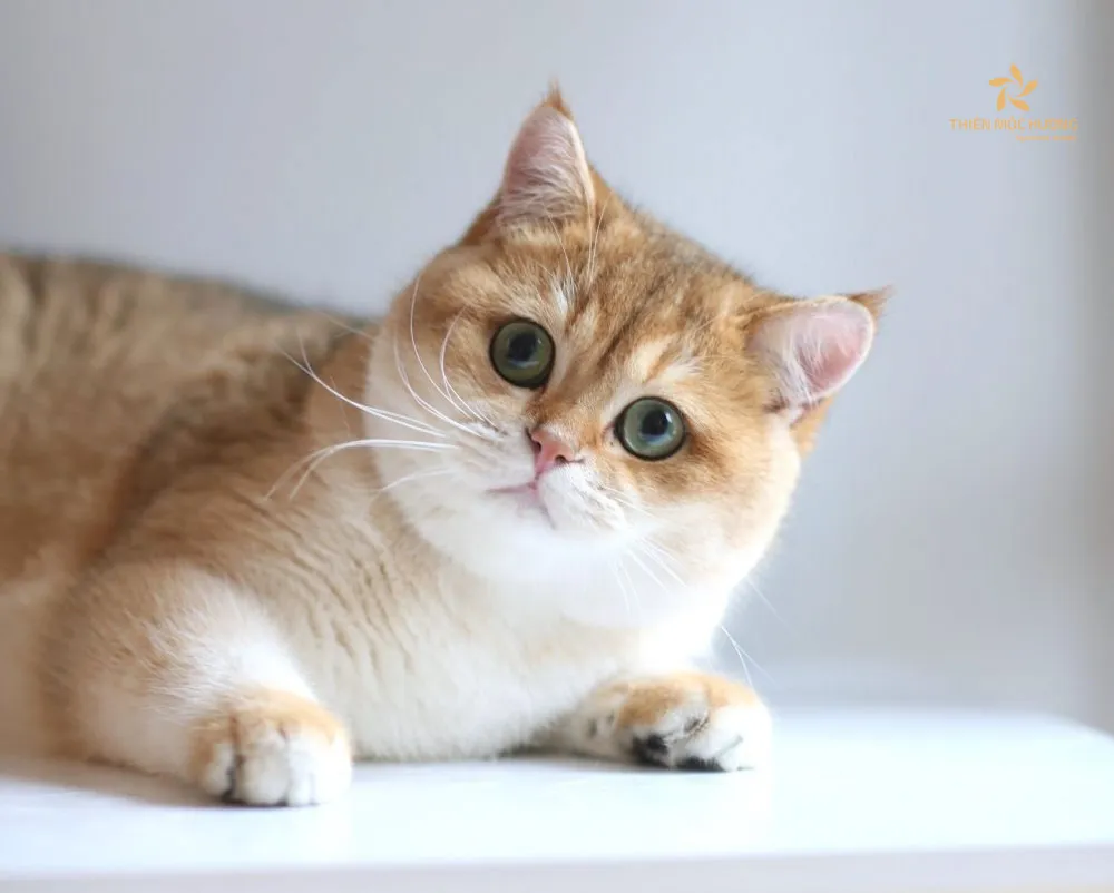 Mèo vàng vào nhà là điềm gì? Lý giải hiện tượng tốt – xấu?