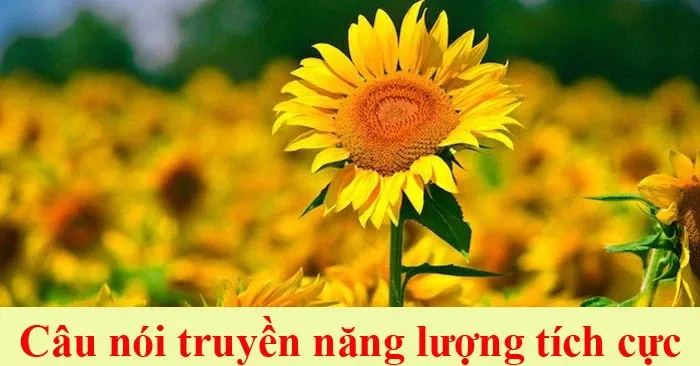 STT năng lượng tích cực truyền cảm hứng và động lực mạnh mẽ cho bạn