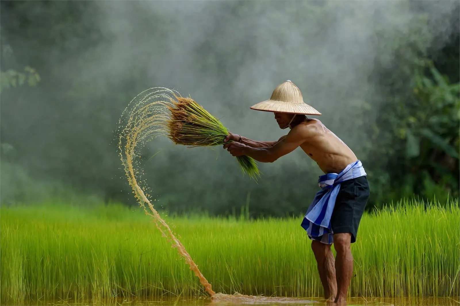 STT Quê hương tình cảm, những câu nói hay và ý nghĩa về quê hương, cội nguồn tuyển chọn