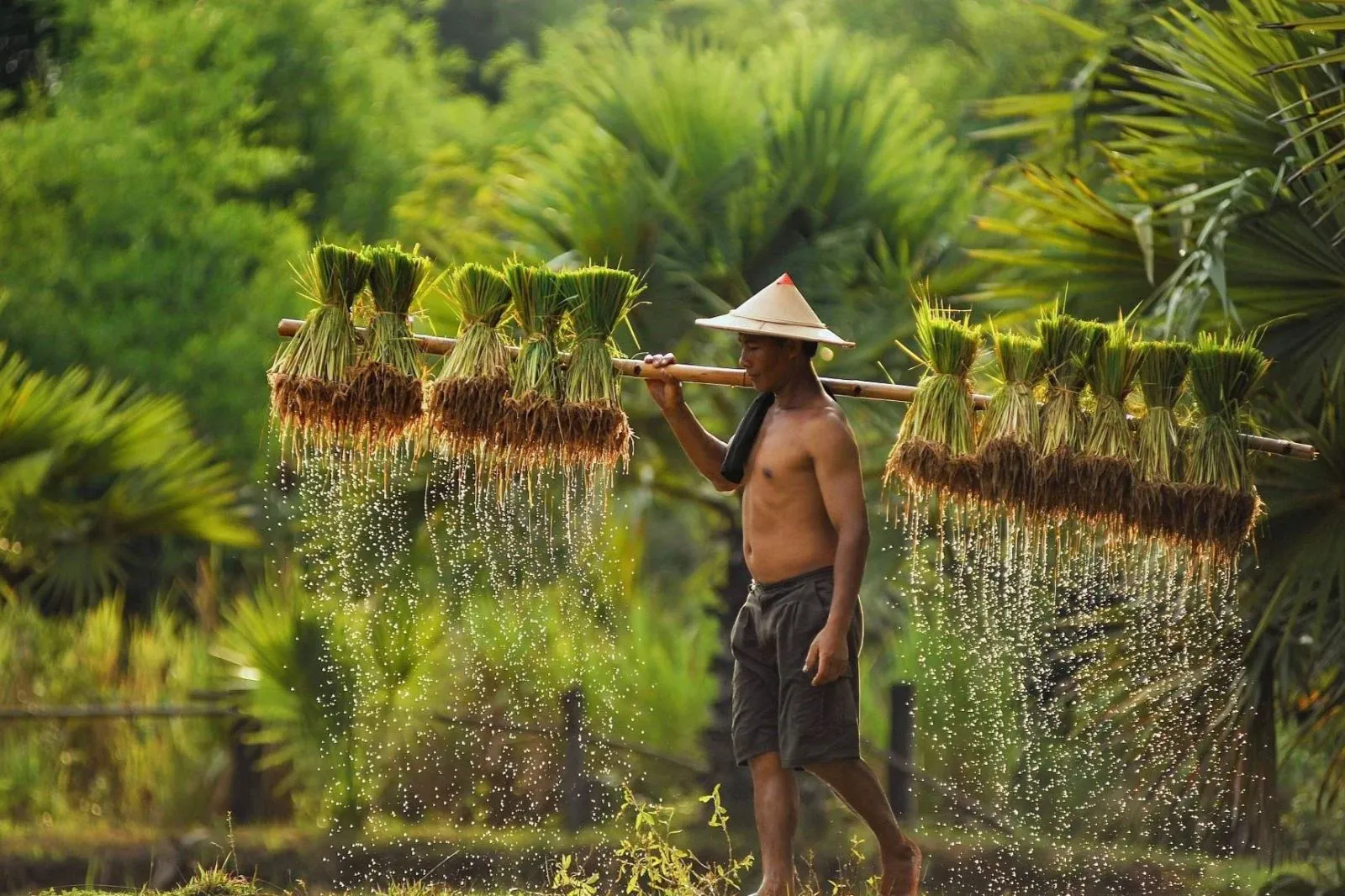 STT Quê hương tình cảm, những câu nói hay và ý nghĩa về quê hương, cội nguồn tuyển chọn