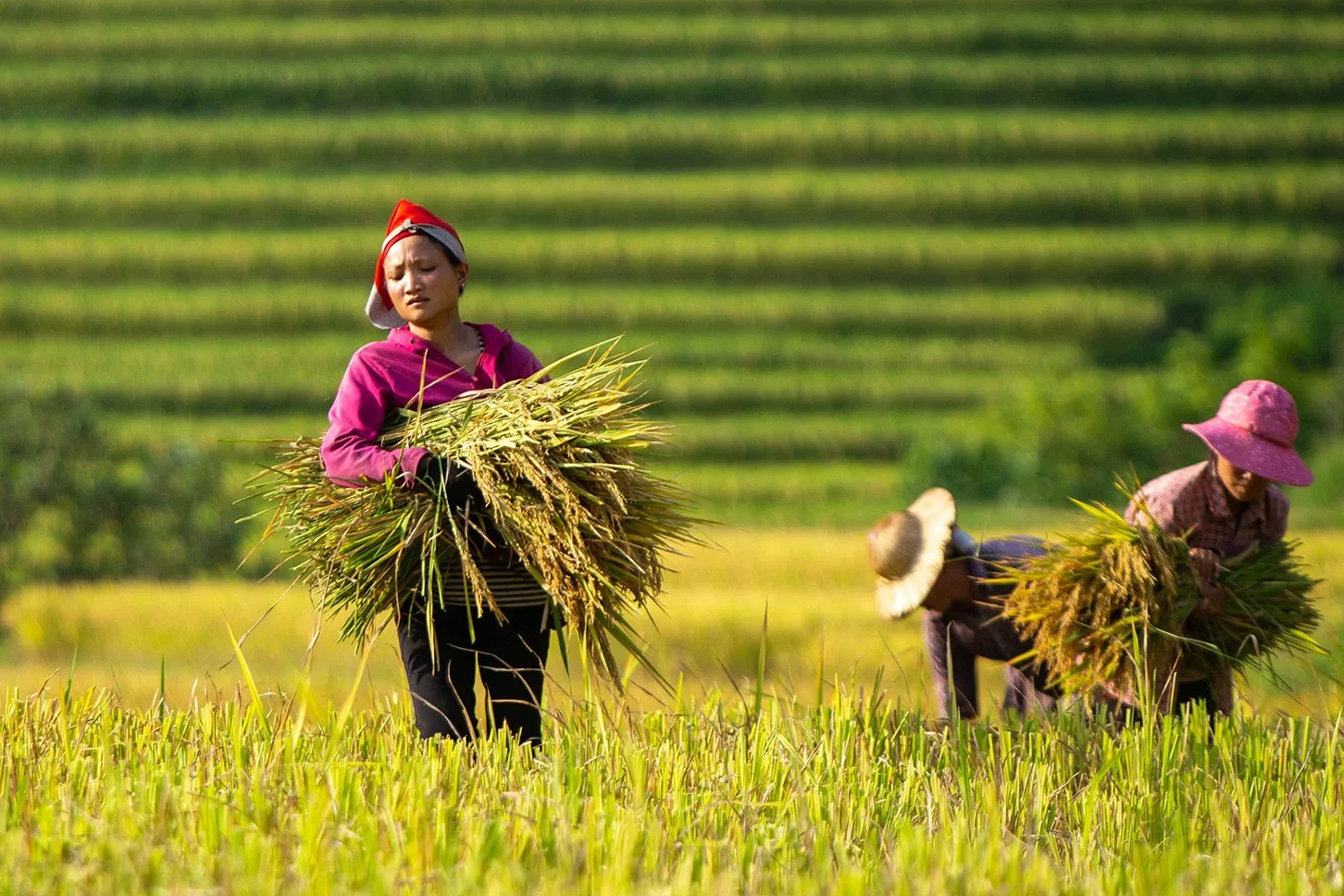 STT Quê hương tình cảm, những câu nói hay và ý nghĩa về quê hương, cội nguồn tuyển chọn